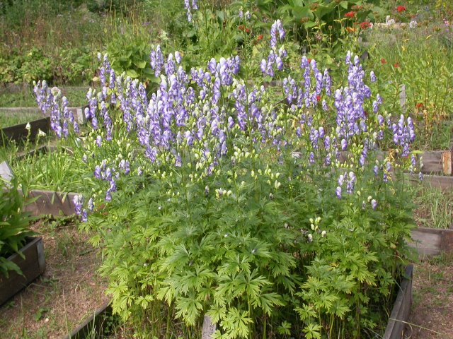 aconitum albo-violacea
